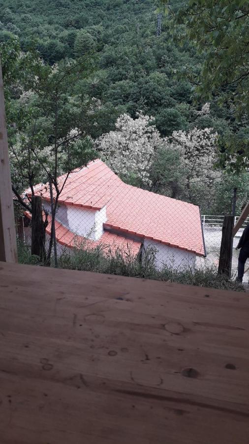 Andrei Villa Sasca Montană Екстериор снимка
